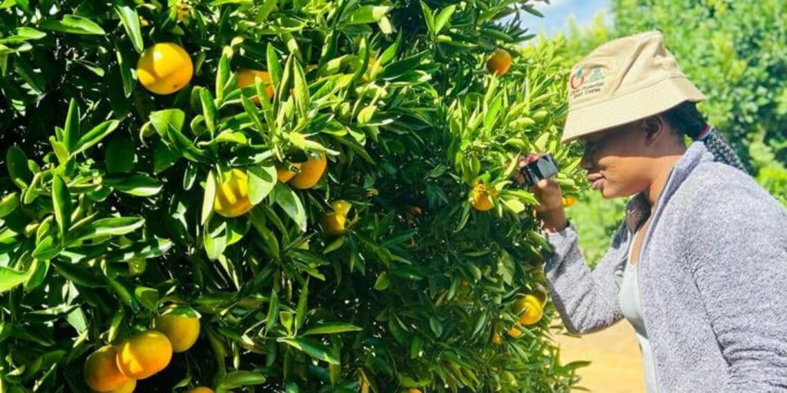 South Africa’s Citrus Crisis